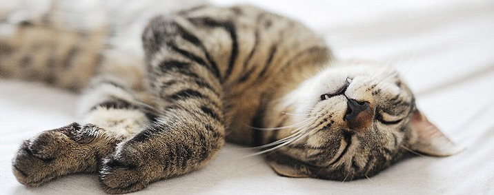 膀胱炎など猫の泌尿器トラブル時に選びたいキャットフードとは？