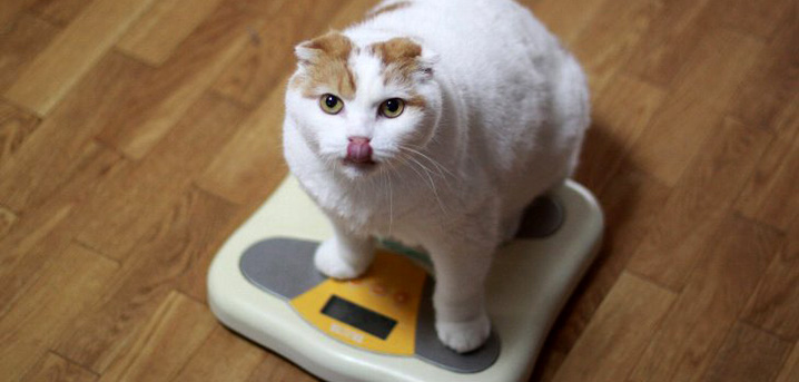 ダイエットフードと運動で成功させる！リバウンドしない猫のダイエット方法