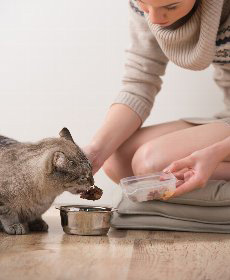 猫の平均的な食事に含まれる三大栄養素