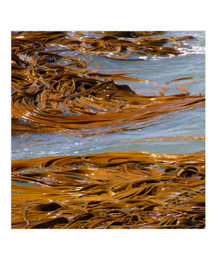 アーガイルディッシュ オーシャンプラス　（猫用）　70g