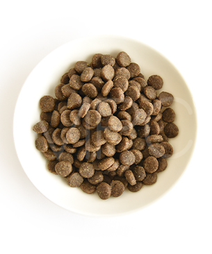 アートゥー CAT サーモン