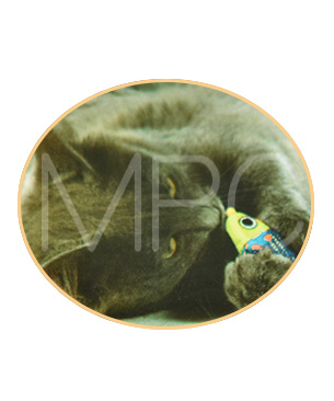 デンタル・チューマウス 【数量限定品】