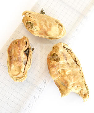 ニュートリーツ CAT フリーズドライ グリーンリップドマッセル 50g