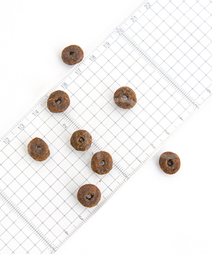 アニモンダ CAT カーニー ドライ 大型猫用 鶏・サーモン