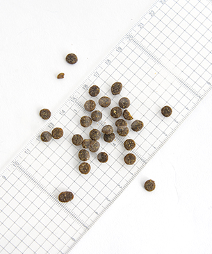 バックトゥベーシックス キア オラ CAT キャットフード ケージフリーチキン