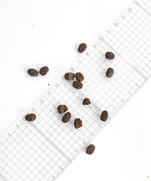 オーナット CAT グレインフリー プライム チキン＆ターキー