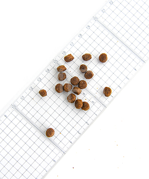 プレスティージ CAT キトン with フィッシュ