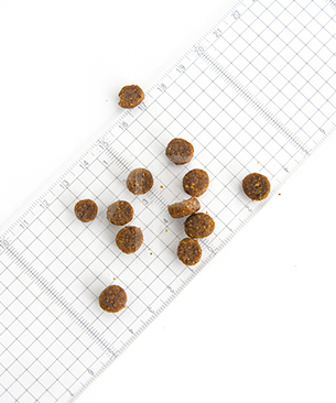 プレスティージ CAT アダルト with ターキー