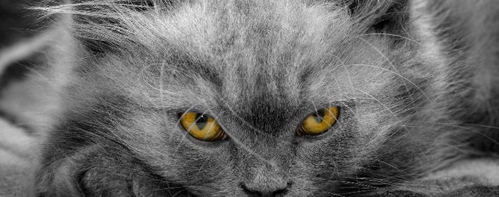 猫のストレスが病気になる前に発散させよう 猫のストレス解消法 症状別 プレミアムキャットフード専門店 Tama