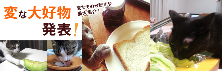 うち猫ってこんなもの食べるんです!