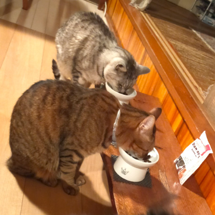 ドライフード｜ボナペティ