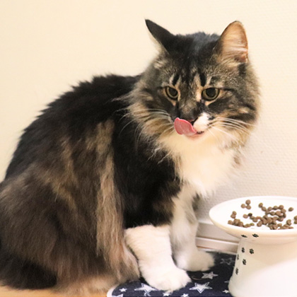 ドライフード|ボナペティ