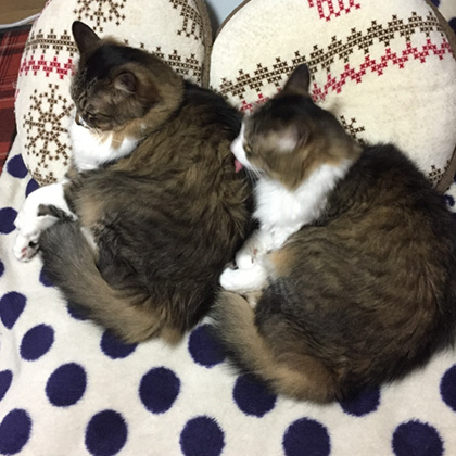 ベースケアミルク