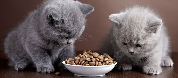 穀物不使用のキャットフード!最近人気のグレインフリーとは