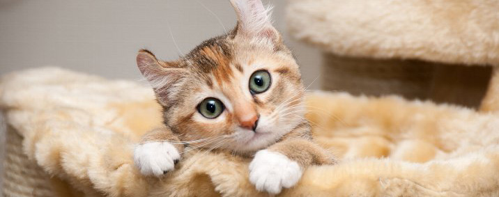 何日も続いている猫の便秘はフードで解消できる!?猫の便秘解消方法について