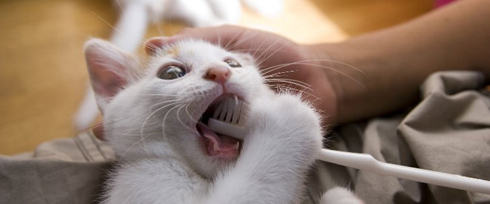 猫は虫歯にならない?!猫がなりやすい歯の病気と予防のための歯磨き方法