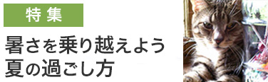 夏の過ごし方
