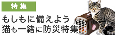 猫の防災特集