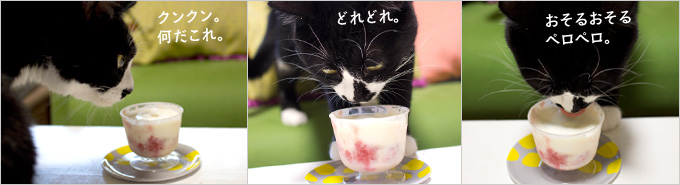 ヨーグルトを使ったアイスクリーム｜プレミアムキャットフード専門店