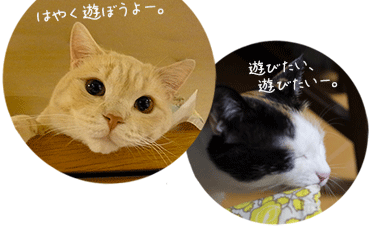 毎日15分は猫と遊ぼう