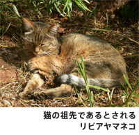 猫の祖先リビアヤマネコ