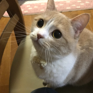かわいい猫