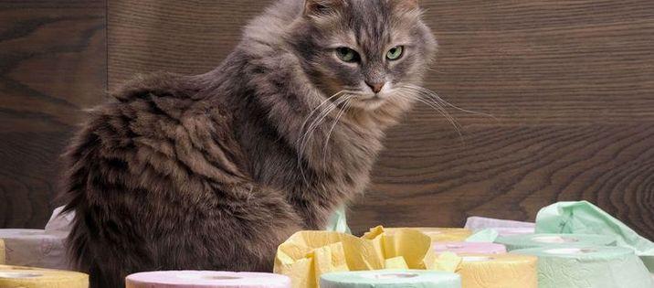 猫が下痢になる原因は食事？下痢対策のフードを選ぶ時のポイント