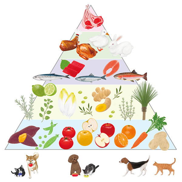地中海食のパターンを食品別に分類した地中海食ピラミッド。図の三角形の頂点にある食品はたまに食べる程度とし、下にいくほど多く食べるようにします。