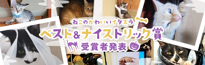 【発表】猫のかわいいイタズラ「ベストトリック賞」&「ナイストリック賞」発表