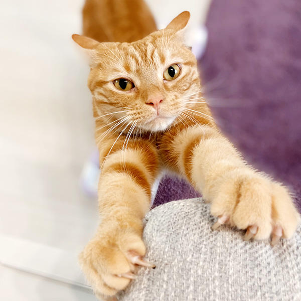 爪とぎは猫の縄張りを示す行動のひとつだそうです。だから、新しい家具などにガリガリするのは「自分のおうち♪」とリラックスするためなのかも…とスタッフも思うようにしています。(同じくソファはボロボロです)
