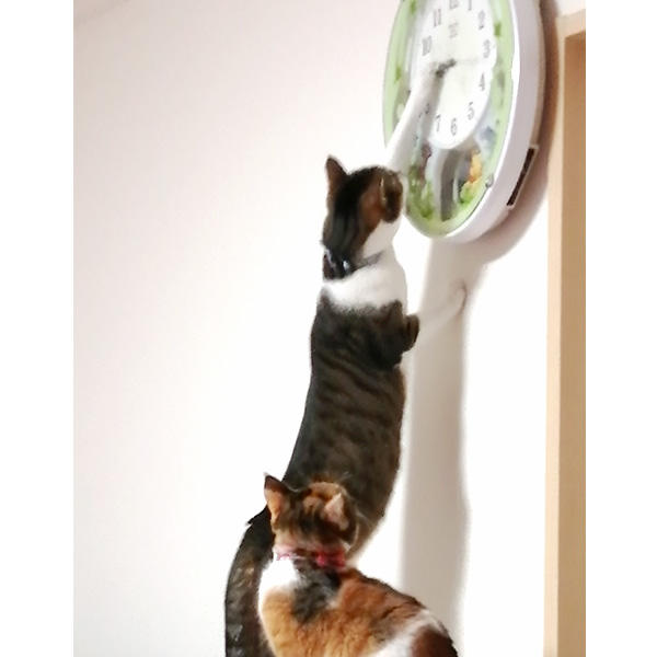 「よしよし、これでオヤツの時間に…」という頭脳プレーを写真に収めた一枚！見守る猫さんも心なしかワクワクしているような…？