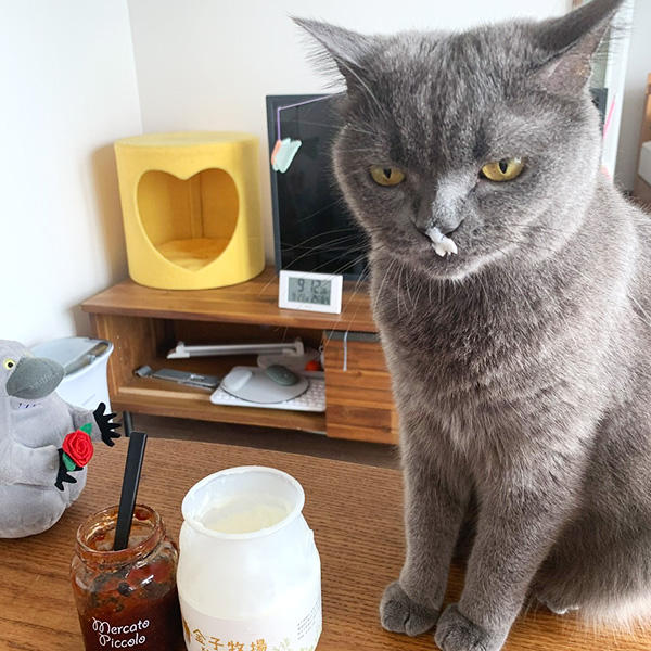 2月の猫のかわいいイタズラ大発表｜プレミアムキャットフード専門店