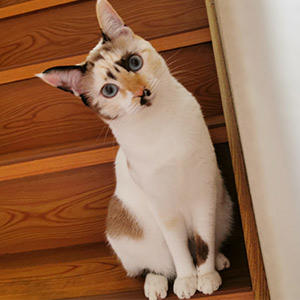 個性的な模様とブルーの瞳がとっても可愛い美人猫さん！お手ができるという賢さも魅力的ですね～。上手にお手ができたらオヤツも止まらない！？