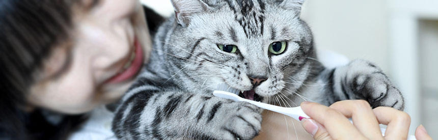 猫にとって歯磨きは健康寿命を延ばす重要ケア！長く続けるのにオススメのアイテムまとめました