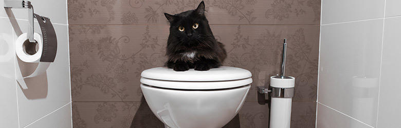 下痢はフードで改善？頻繁に下痢や軟便を引き起こす猫におすすめの対処法