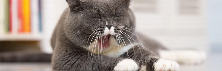 猫のあくびが多い時や臭い時は病気のサイン？猫のあくびの理由とは