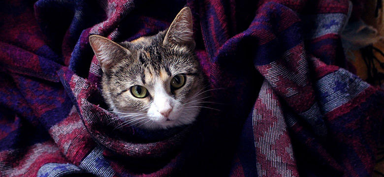 猫と過ごす冬の室温はどれくらいにするべき？冬に気を付けたいポイントまとめ。