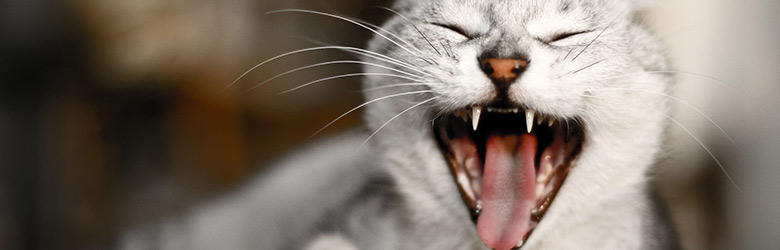 猫の歯磨きは必要！歯石がたまりやすい猫には歯磨きおやつがおすすめ