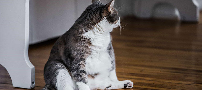 猫のダイエットは摂取カロリーを抑えることがコツ！適切なフード選びとは