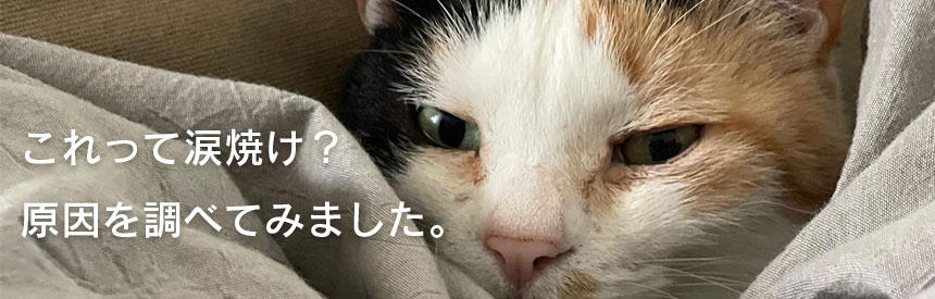 猫の目元が汚れている、これって涙焼け？原因を調べてみました。