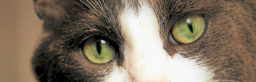 猫の目はなぜ光るの？どんなトラブルに気を付けるべき？猫の目のアレコレ