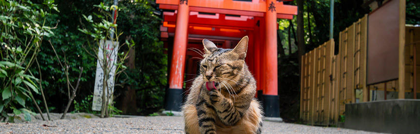 日本人のヒーロー？神様？昔話の中の可愛いくて、とってもありがたい猫のお話。