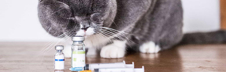 猫が薬を飲んでくれない！錠剤や粉薬...猫の薬の飲ませ方とは
