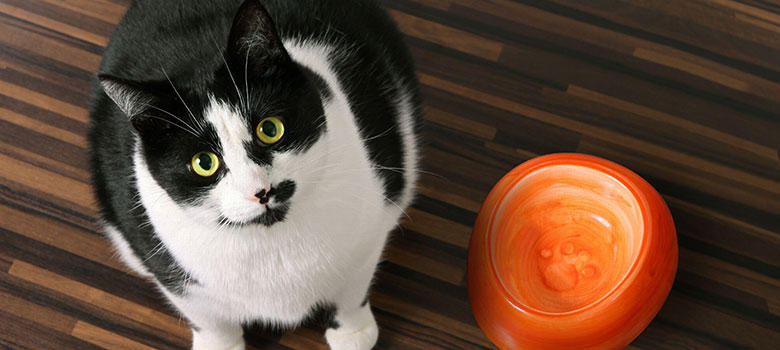 猫の食事の適正量と、肥満猫が健康に痩せるための食事管理について