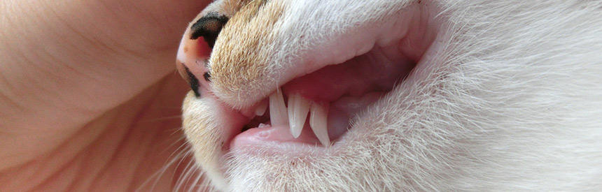 猫の将来のために始めよう。歯周病予防の方法と意識したいポイント