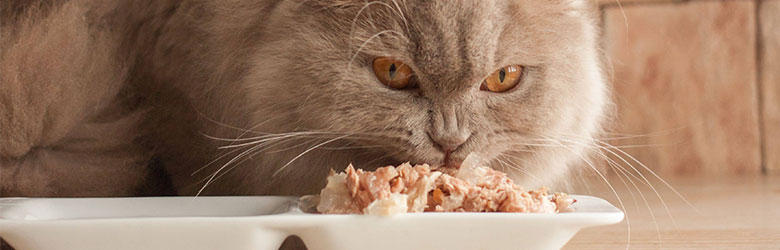 ウェットフードは栄養補完食？猫の「総合栄養食」以外のフード活用方法