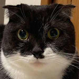 シニア猫のアトム選手ですが、大きな目とキュートなホクロの魅力は健在！