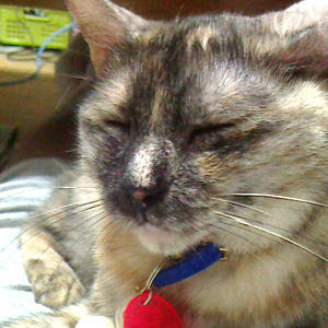 ryuiさんの初恋の猫「あきさん」