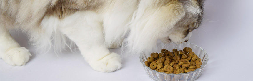 適切な猫の食事回数は？何回かに分ける必要はあるの？