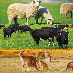 原材料には、ニュージーランドやオーストラリアの大自然で育った肉を使用。